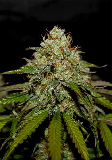 Kaya Farm Collection