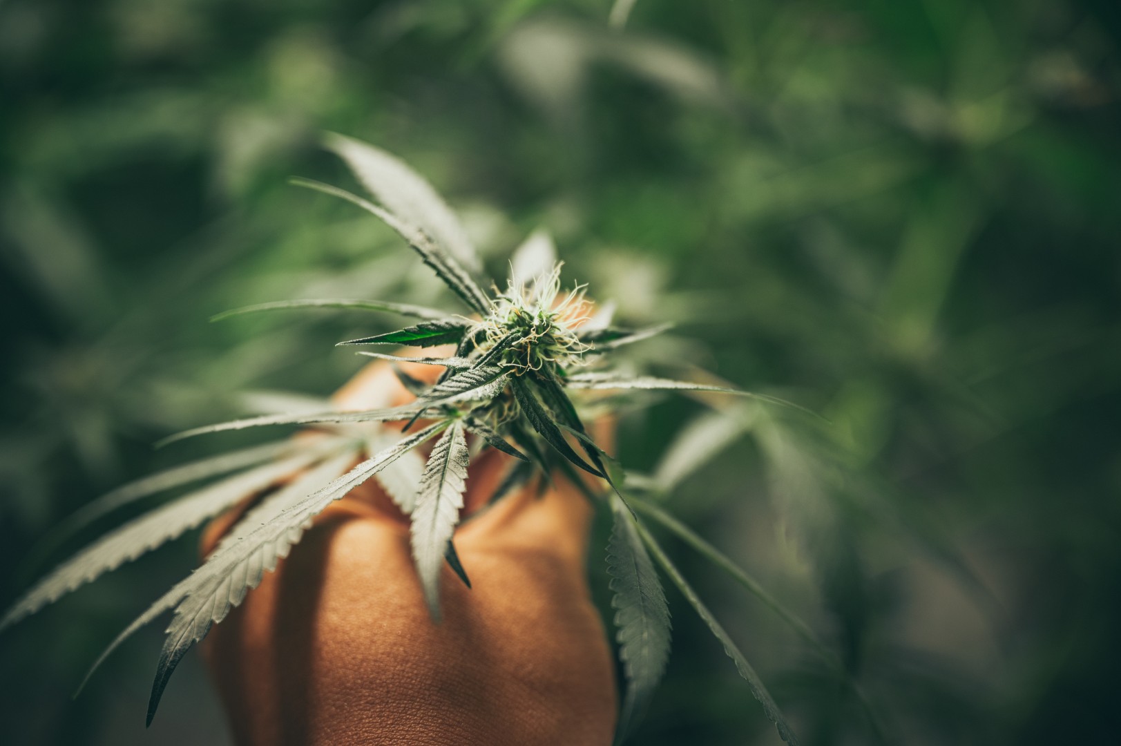Freedom to Flourish: Celebrating Emancipation Day with Kaya Herb House